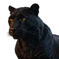 Black Jaguar